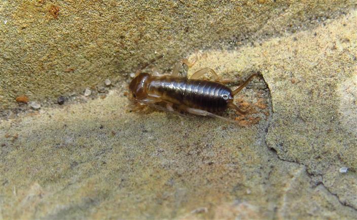 ID